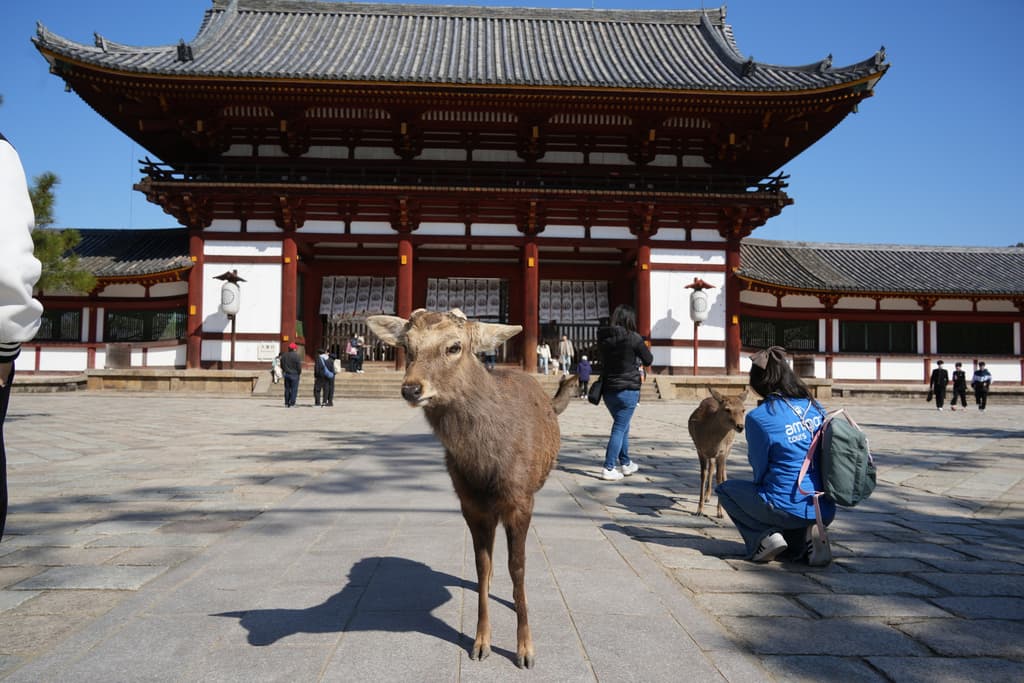 Visita a Himeji, Nara y Kobe desde Osaka