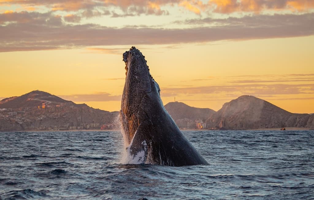Tour de Avistamiento de Ballenas