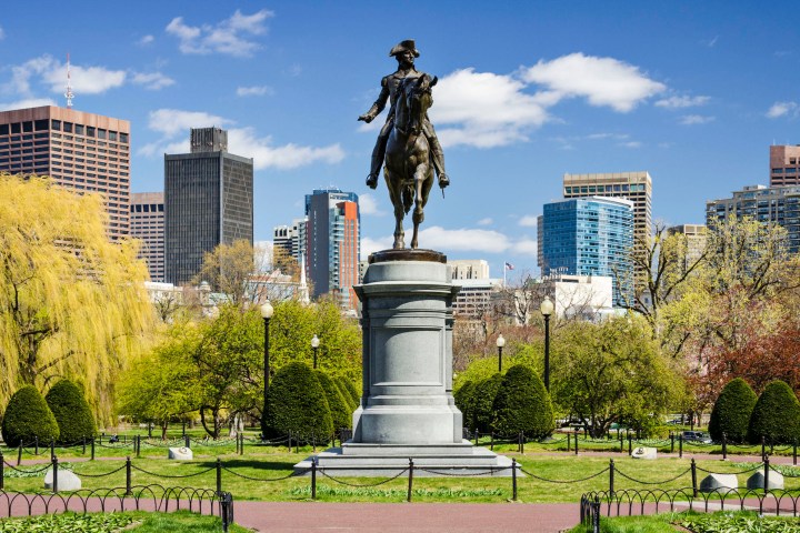 a large tree in a city park