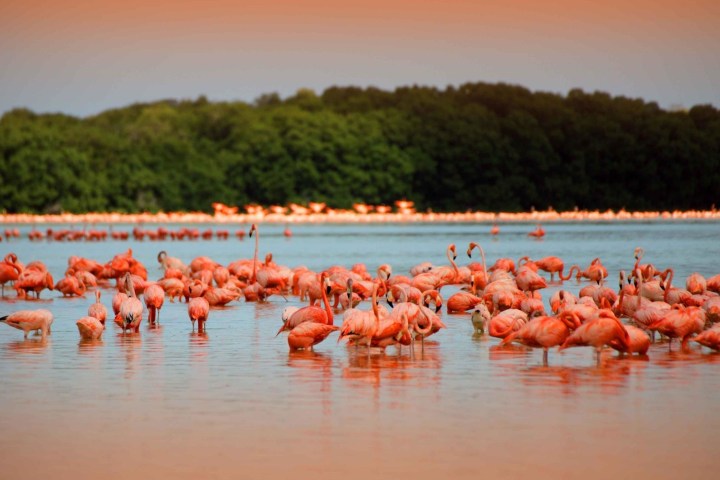 a flock of seagulls are swimming in a body of water