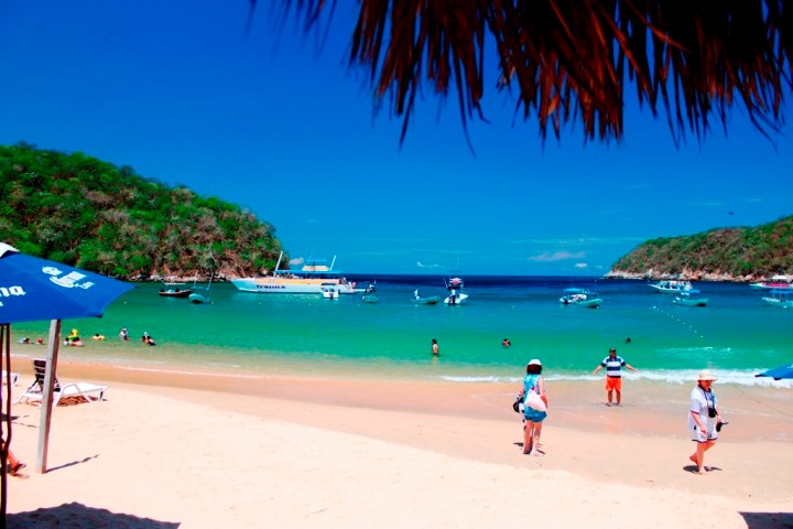 a group of palm trees on a beach