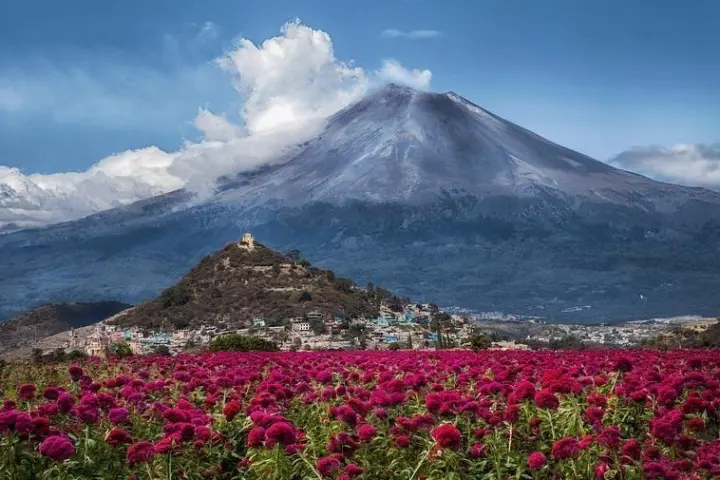 a close up of a flower with a mountain in the background