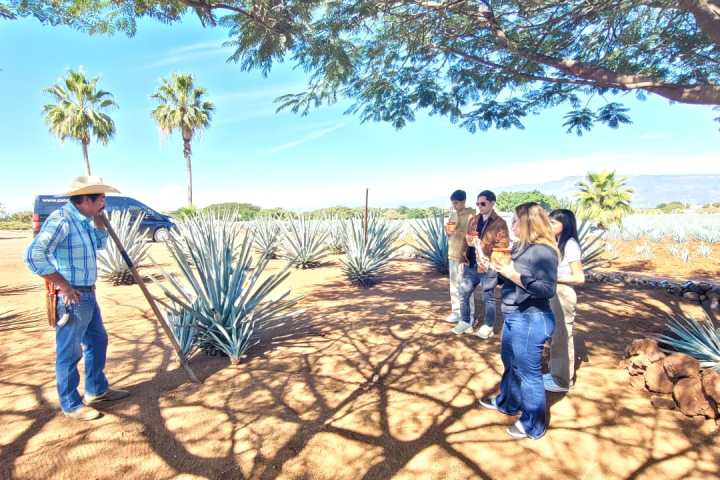 a person standing next to a palm tree on a beach