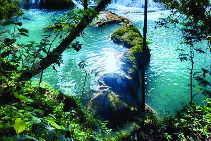 a tree next to a body of water