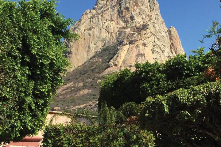 a tree in front of a mountain