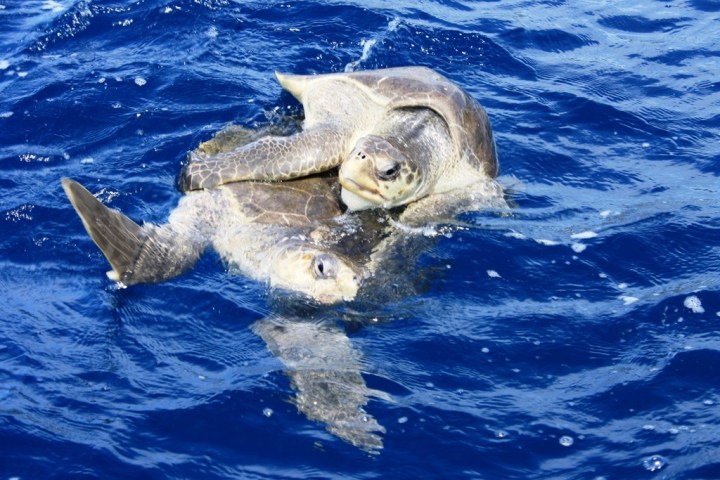 a turtle swimming under water