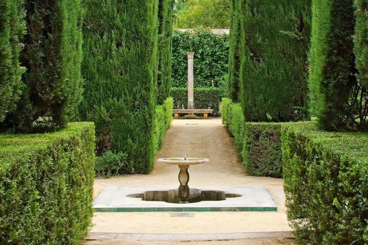 a green plant in a garden