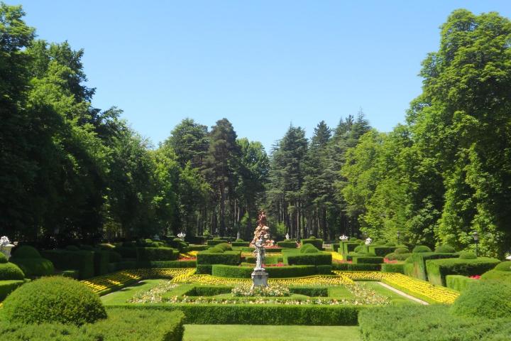 a green plant in a garden