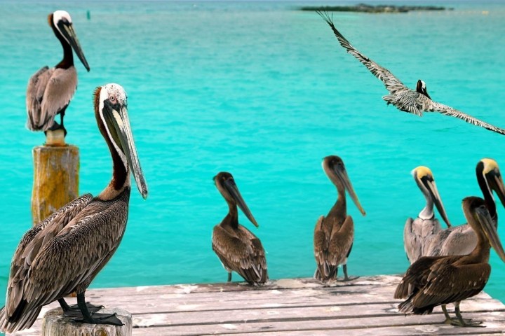 a flock of seagulls standing next to a body of water