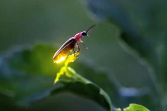 a close up of a flower