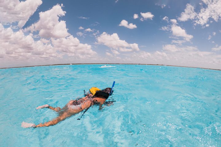 a dog swimming in a body of water