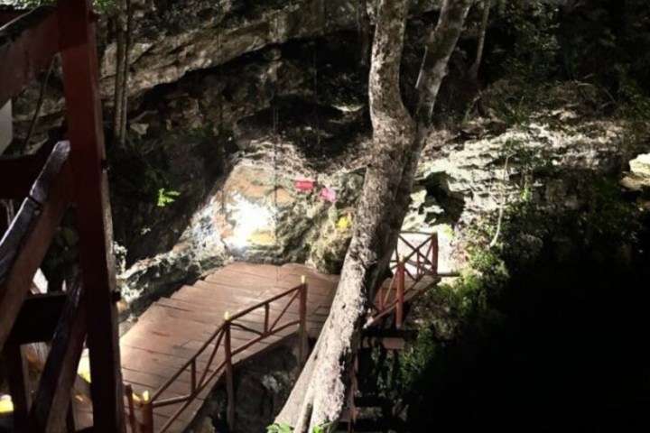 a large tree in a forest