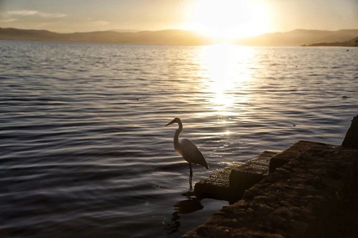 a bird standing on a beach near a body of water