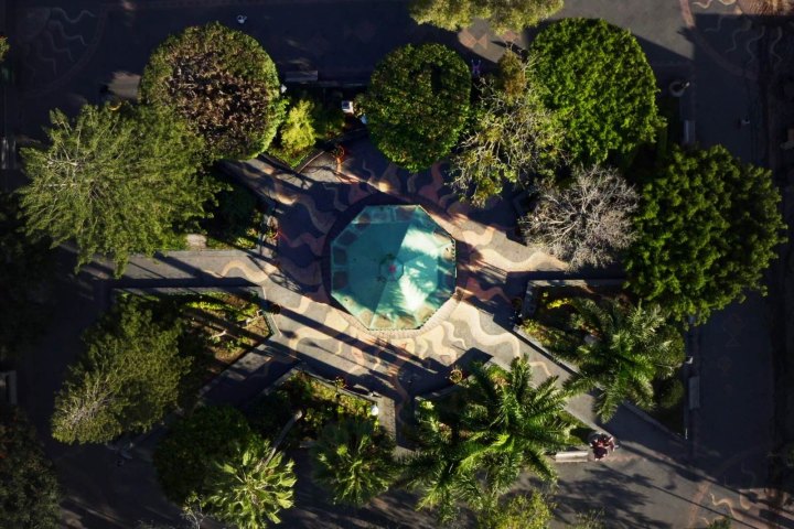 a group of bushes in a garden