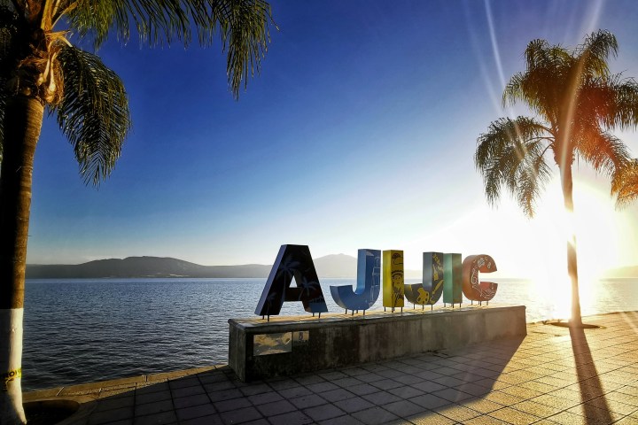 a group of palm trees next to a body of water