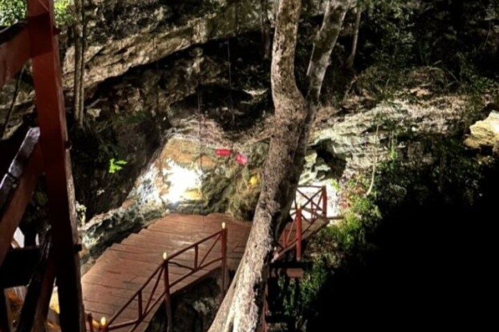 a large tree in a forest