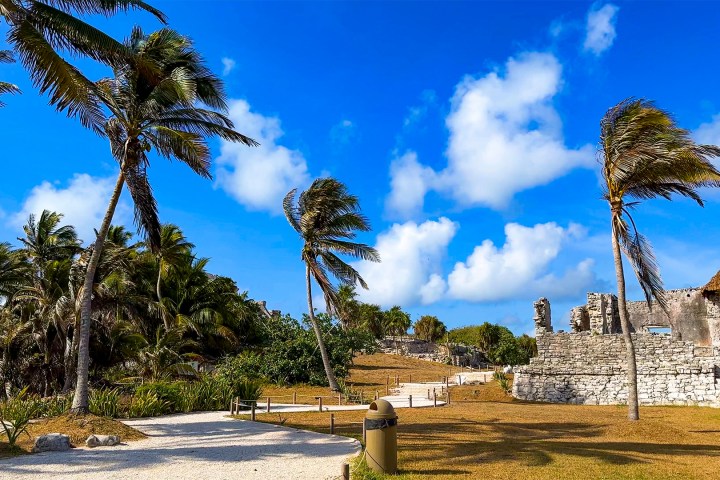 a tree in front of a palm tree