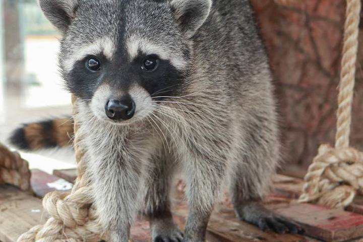 a close up of an animal