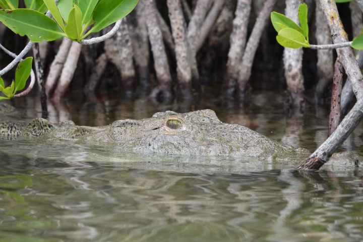 a tree next to a body of water