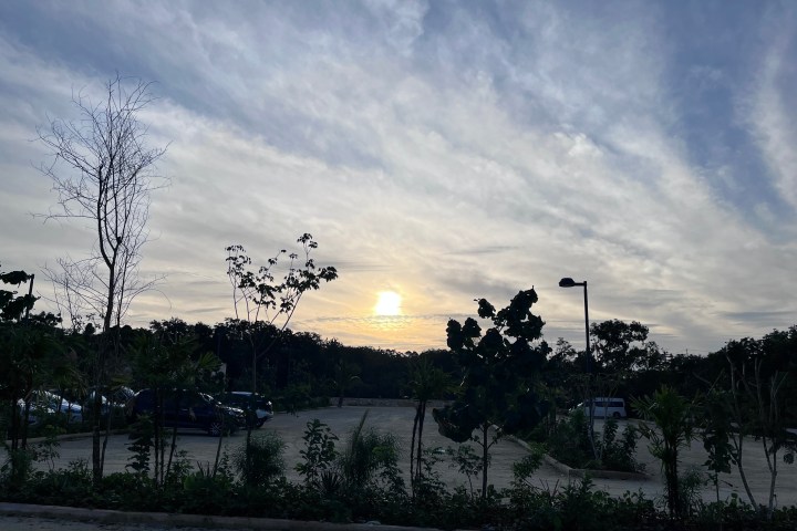 a tree on a cloudy day