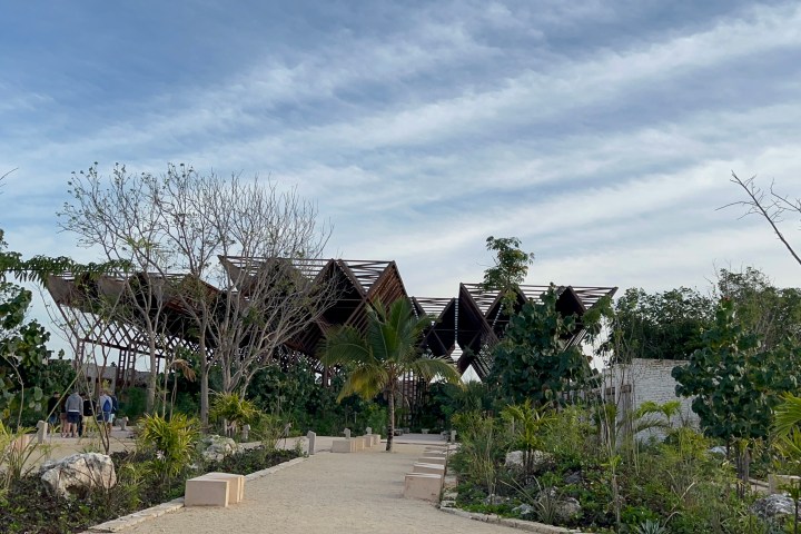 a group of palm trees with a building in the background