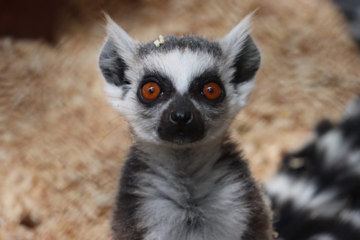 a close up of an animal