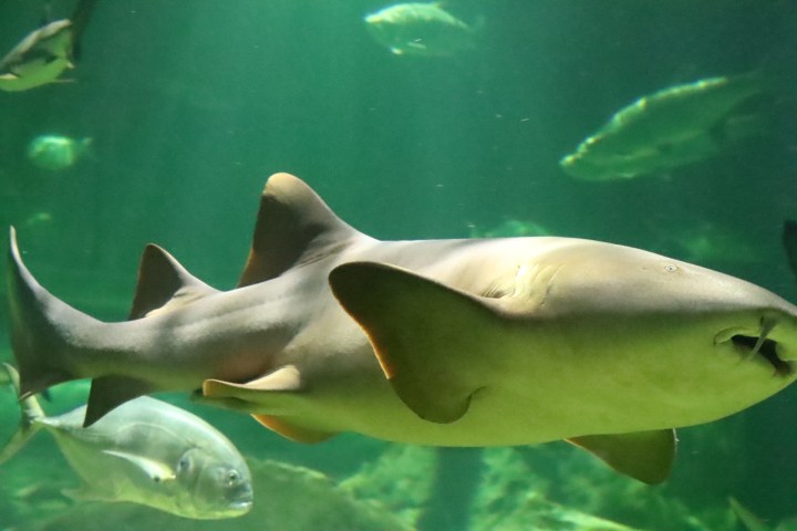 a fish swimming under water