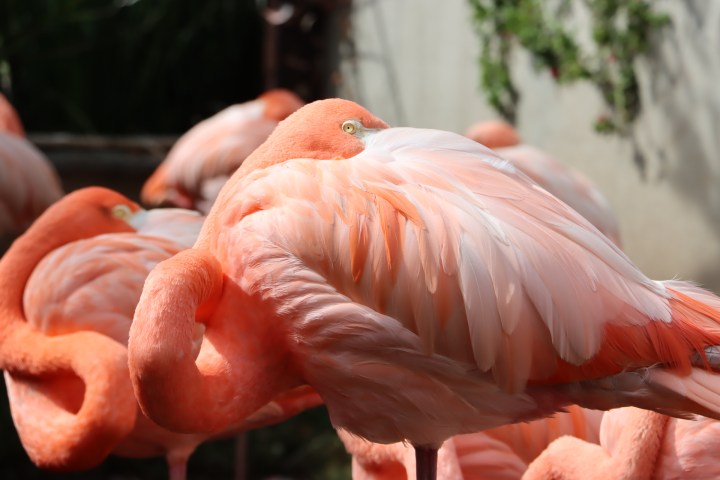 a hand holding a bird