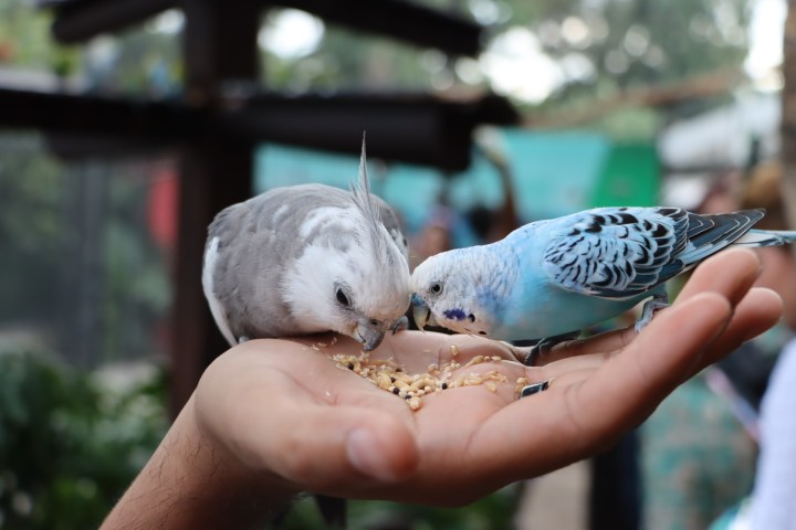 a hand holding a bird