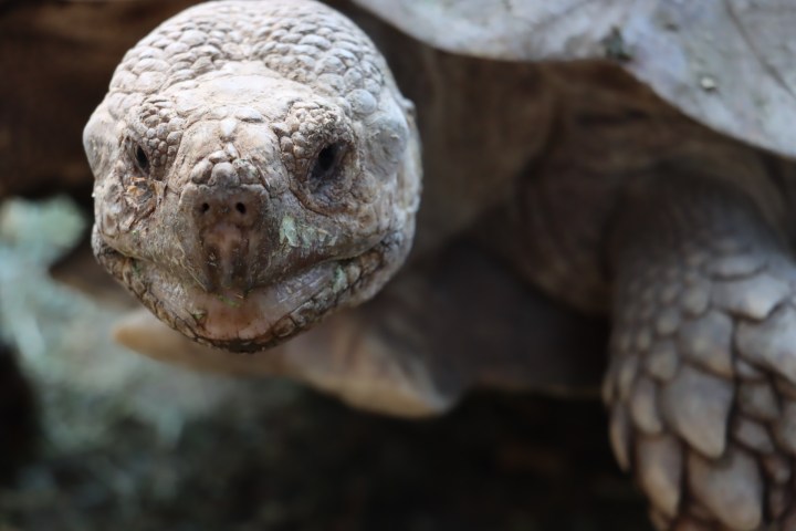 a close up of a turtle