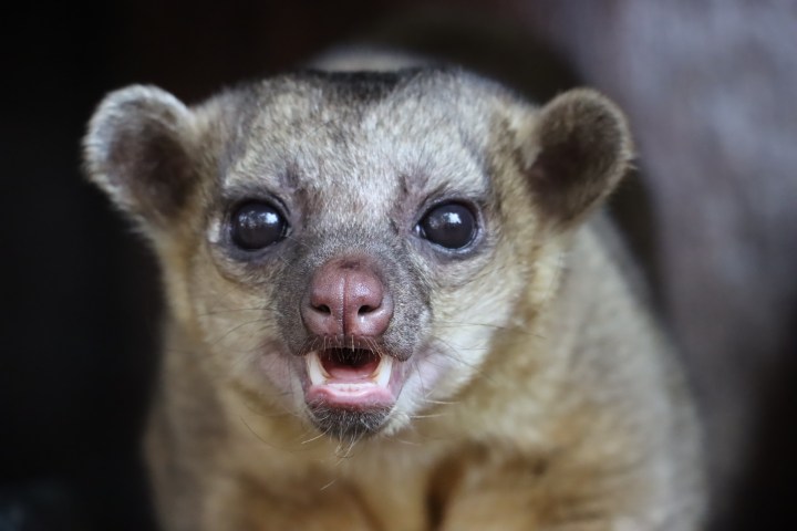 a close up of a small animal looking at the camera