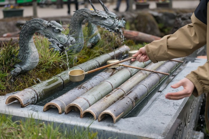 a bird sitting on top of a wooden fence