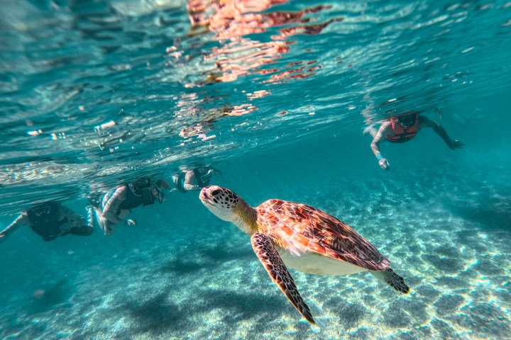 a bird swimming in water