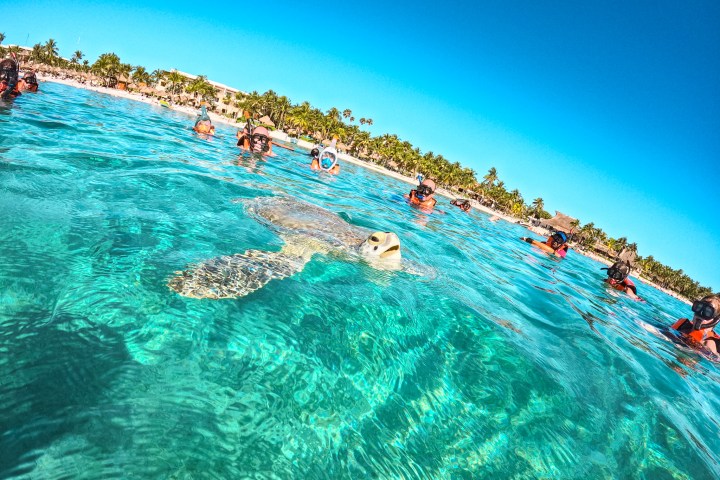 a group of people swimming in a body of water