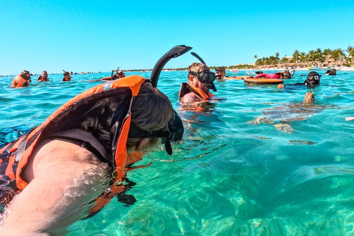 a dog swimming in a body of water