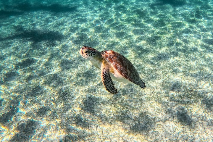 a turtle swimming under water