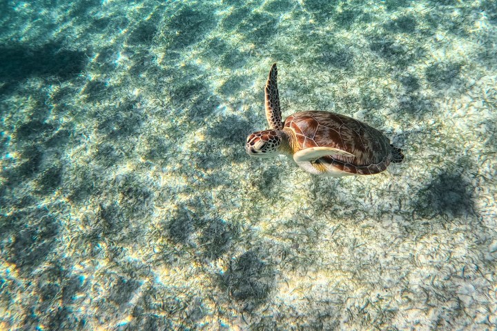 a close up of an animal