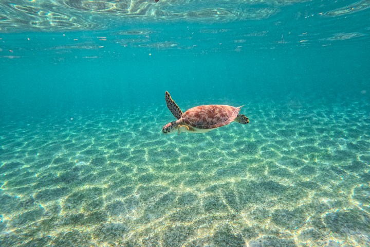 a person swimming in a body of water