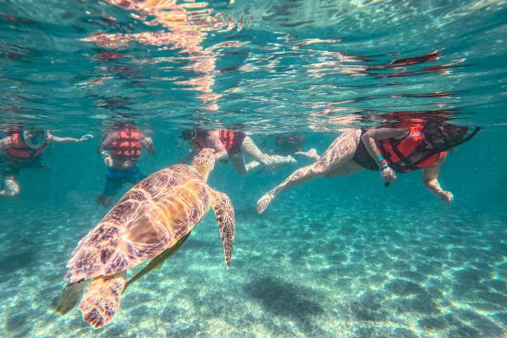 a group of people swimming in a body of water