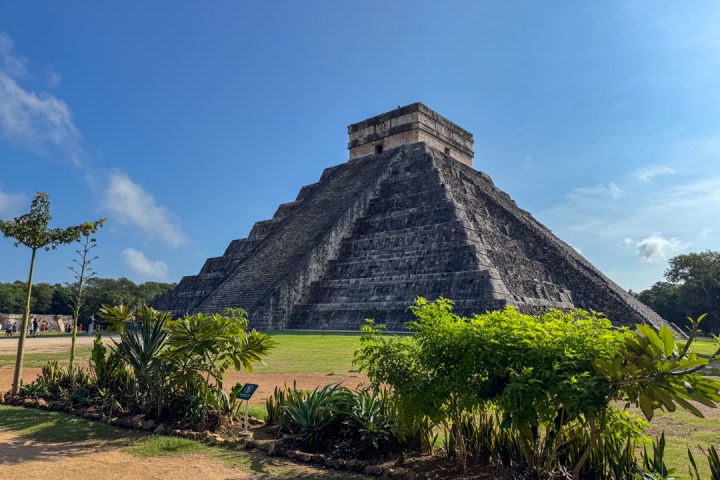 a tree with Chichen Itza in the background